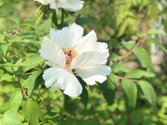 -合肥滨湖国家森林公园