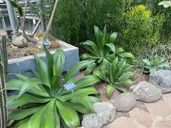 -南山植物园