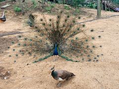 -西霞口神雕山野生动物世界