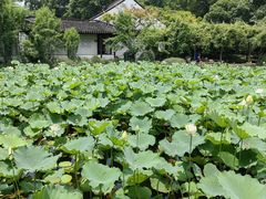 -上海醉白池公园