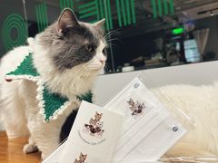 -Cappucimeow猫咪咖啡馆(韦伯时代店)