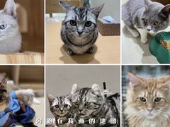 -藏猫猫咖啡主题馆(中央大道店)
