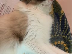 -平行世界·猫咖(首经贸店)