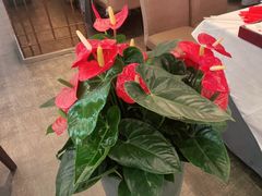 -大鸭梨(天通西苑店)