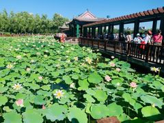 -莲花池公园