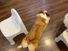 -柯斗斗主题餐厅·狗咖·围炉煮茶·茶饮(国瑞升平里店)