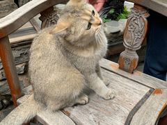 -喵屿·大理花园猫咖