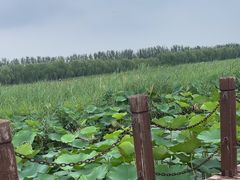 -西青郊野公园