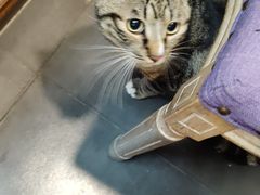 -宠爱国际动物医院·消化内科·心肾内科·ISFM猫友好(望京店)