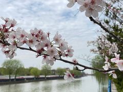 -高东镇樱花园