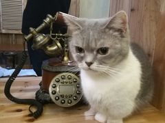 -猫色咖啡·猫咖