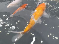 -梅园食堂