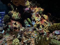 -上海海洋水族馆