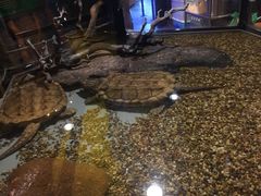 -暹罗海洋世界