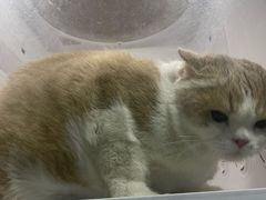 -老吴的猫·猫舍(新区店)