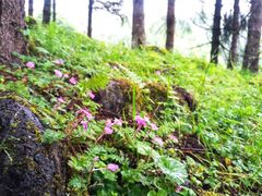 -硗碛藏寨·神木垒景区