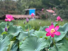 -朝阳公园