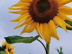 -松山湖梦幻百花洲