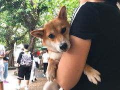 -柴犬高等学院·狗咖·柴犬售卖·宠物训练