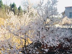 -樱桃沟景区