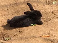 -前小桔亲子创意农场·草莓采摘·露营烧烤