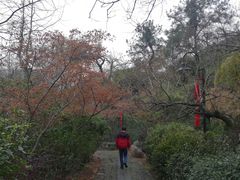 -雨花胜境