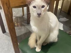 -猫小院猫主题餐厅(南锣旗舰店)