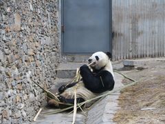 -卧龙中华大熊猫苑神树坪基地