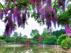 -嘉定紫藤园