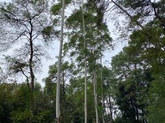 -三门江国家森林公园