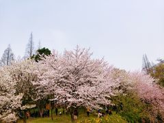 -苏州上方山国家森林公园