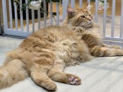 -藏猫猫咖啡主题馆(中央大道店)