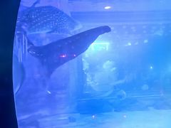 -烟台海昌鲸鲨海洋公园