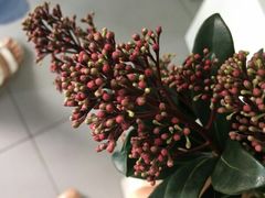 -Butchart布查德鲜花(花艺设计中心)
