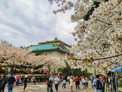 -武汉大学-樱园