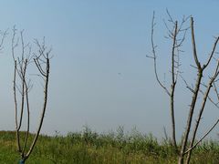 -盐城丹顶鹤湿地生态旅游区