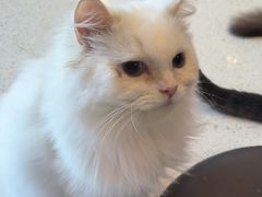 -飞行喵MR PILOT|猫舍·猫咖(静安大融城店)