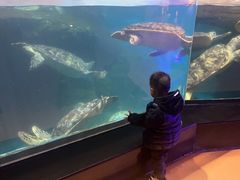 -海合安武汉极地海洋公园