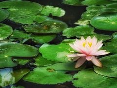 -东莞植物园