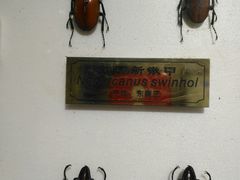 -上海昆虫博物馆