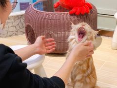 -momokira米努特·德文卷毛猫·棉花面纱犬