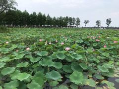 -滆湖低碳生态公园
