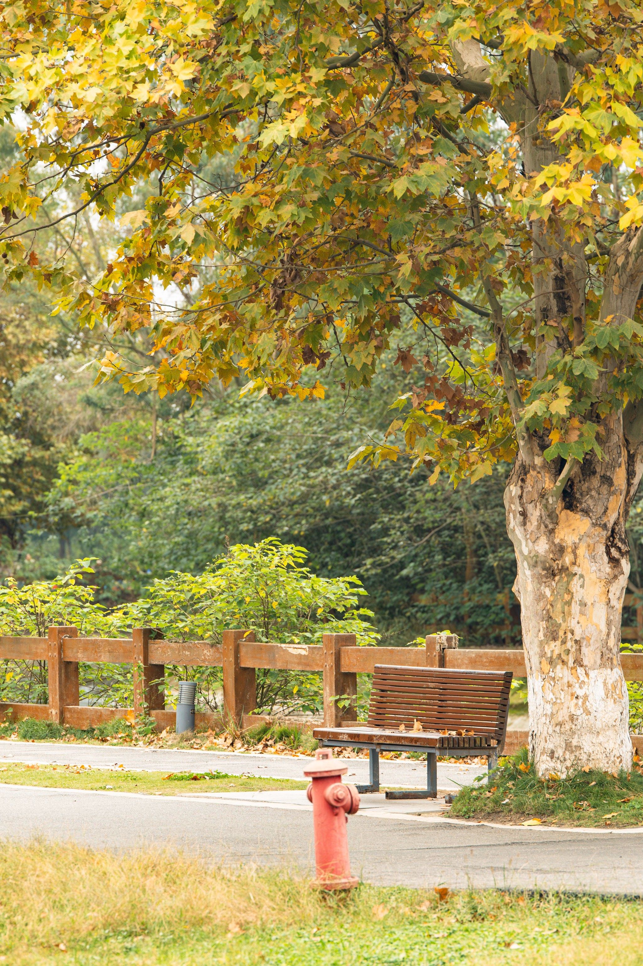 诗从今日写梧桐（5）