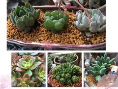 -龙大花卉苗木市场