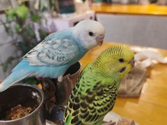 -吉丁鸟咖·异宠·寄养