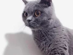 -宠福鑫24h动物医院