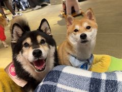 -逗柴咖啡屋·狗咖猫咖宠物桌游