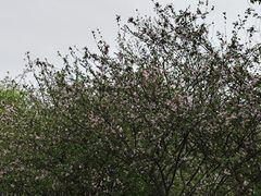 -重庆中央公园(渝北区)