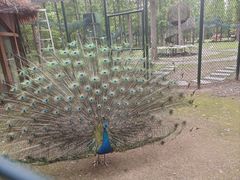 -黄海国家森林公园