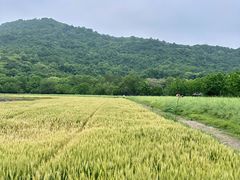 -八卦田遗址公园